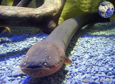 銀龍魚最大能養多大的(銀龍魚養幾只比較好)