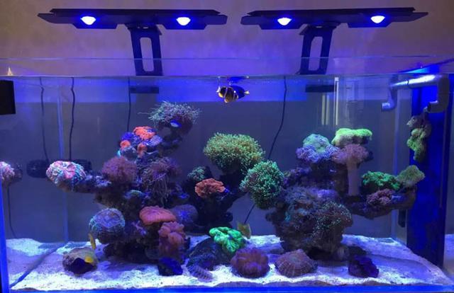 布景魚缸怎么清理糞便：清理布景魚缸糞便的幾種方法和注意事項 布景魚缸怎么清理糞便：清理布景魚缸糞便的幾種方法和注意事項 魚缸百科 第1張