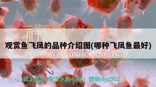 自己做的魚缸圖片欣賞一下(自己做魚缸需要注意什么)