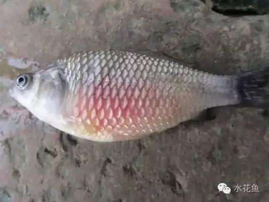 朝南的房子魚缸放什么位置合適風水好點：魚缸擺放在什么位置好？ 朝南的房子魚缸放什么位置合適風水好點：魚缸擺放在什么位置好？ 魚缸百科 第2張
