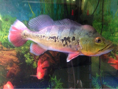 定做魚缸蓋子怎么拆下來：定做的魚缸蓋子如何拆卸？