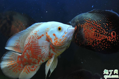 手術(shù)后吃老虎魚(yú)的功效與作用(老虎魚(yú)的營(yíng)養(yǎng)價(jià)值及功效盜汗)