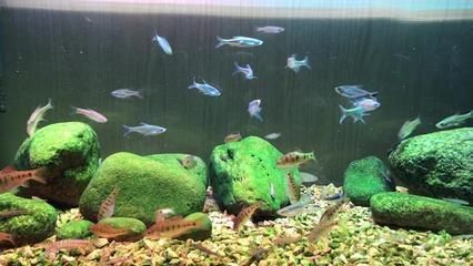 打掃魚缸的英語怎么寫 打掃魚缸的英語怎么寫 魚缸百科 第2張