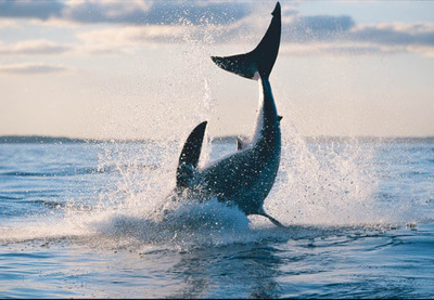 不用電的魚缸過濾器怎么用:自制魚缸過濾器的使用方法 魚缸百科 第1張 不用電的魚缸過濾器怎么用:自制魚缸過濾器的使用方法 不用電的魚缸過濾器怎么用:自制魚缸過濾器的使用方法 魚缸百科 第1張