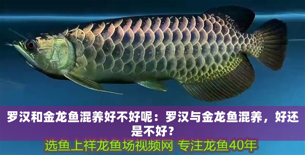 羅漢和金龍魚混養好不好呢：羅漢與金龍魚混養，好還是不好？