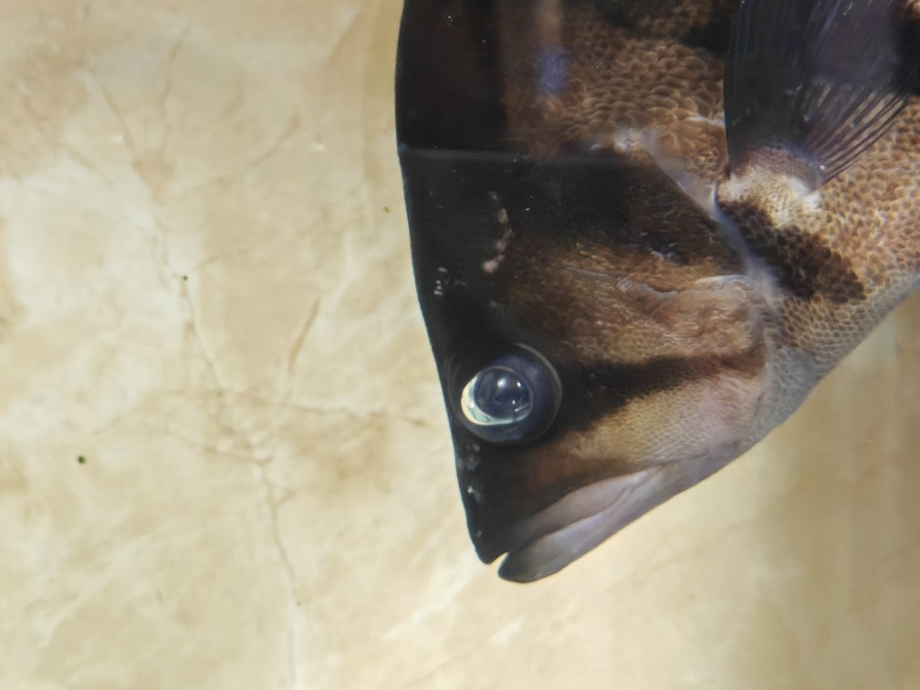 虎魚眼睛里面起水泡了