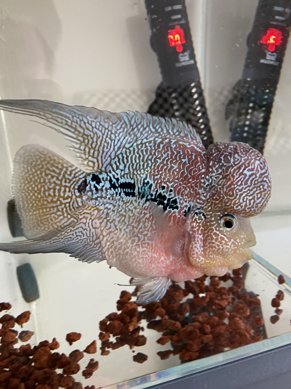 羅漢魚江湖救急