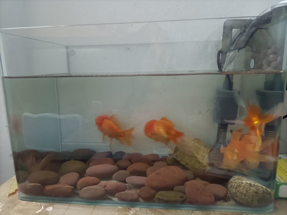 新人養魚的第一天