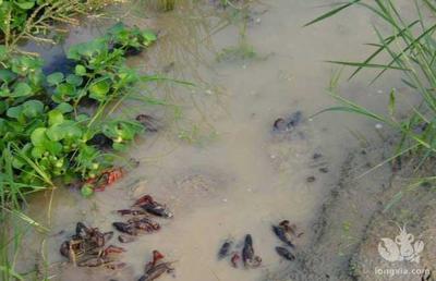 大型魚缸怎么養水：大型魚缸養水大型魚缸養水的正確方法和步驟和方法