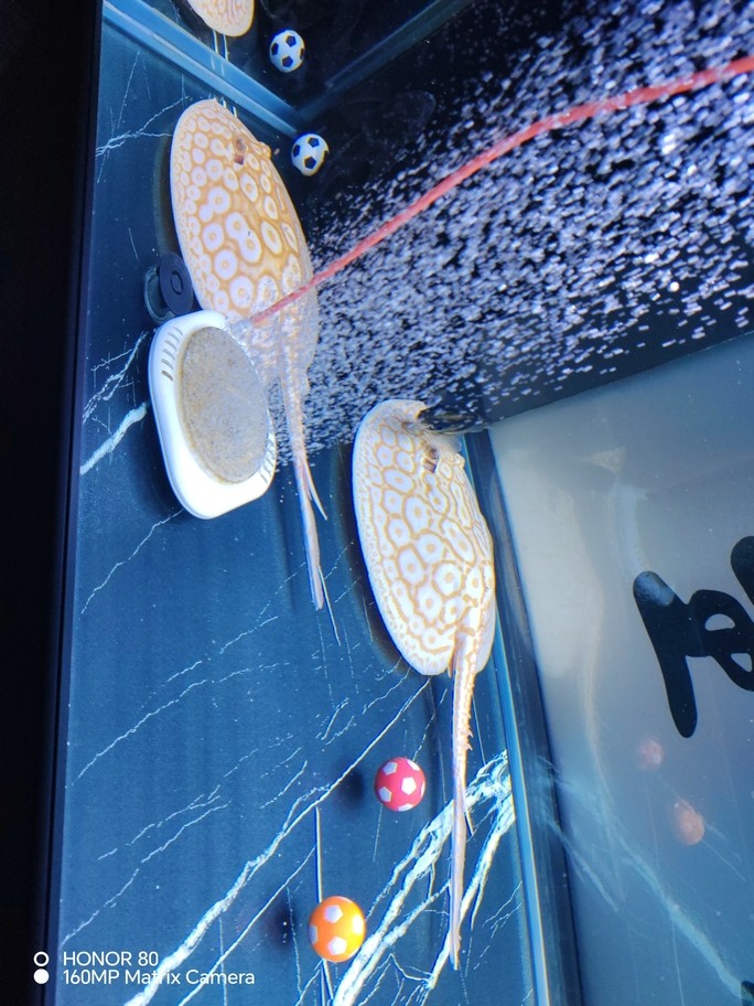 幾天就能長出來呀