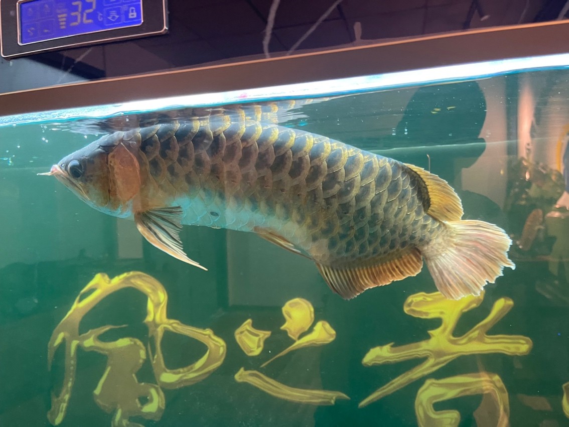 龍魚浮頭很久了、是什么病、請大神們指導一下、謝謝
