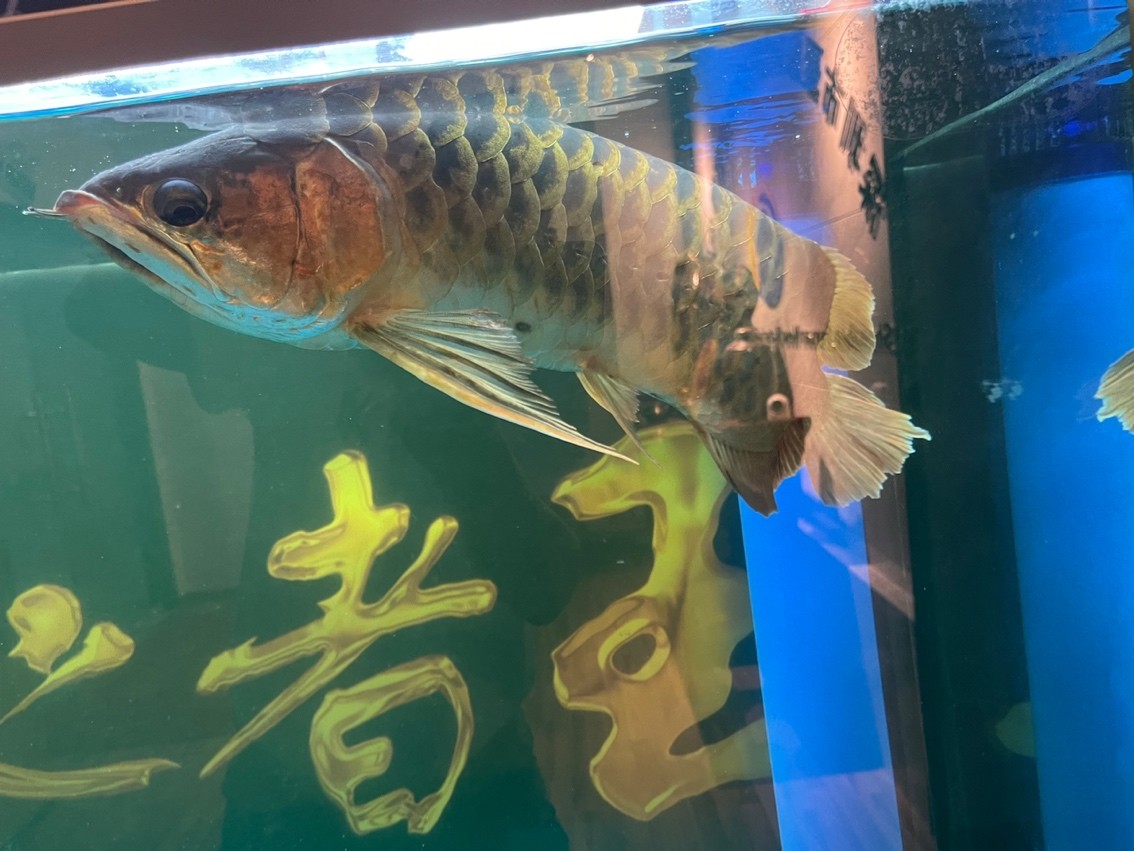 龍魚浮頭很久了、是什么病、請大神們指導一下、謝謝