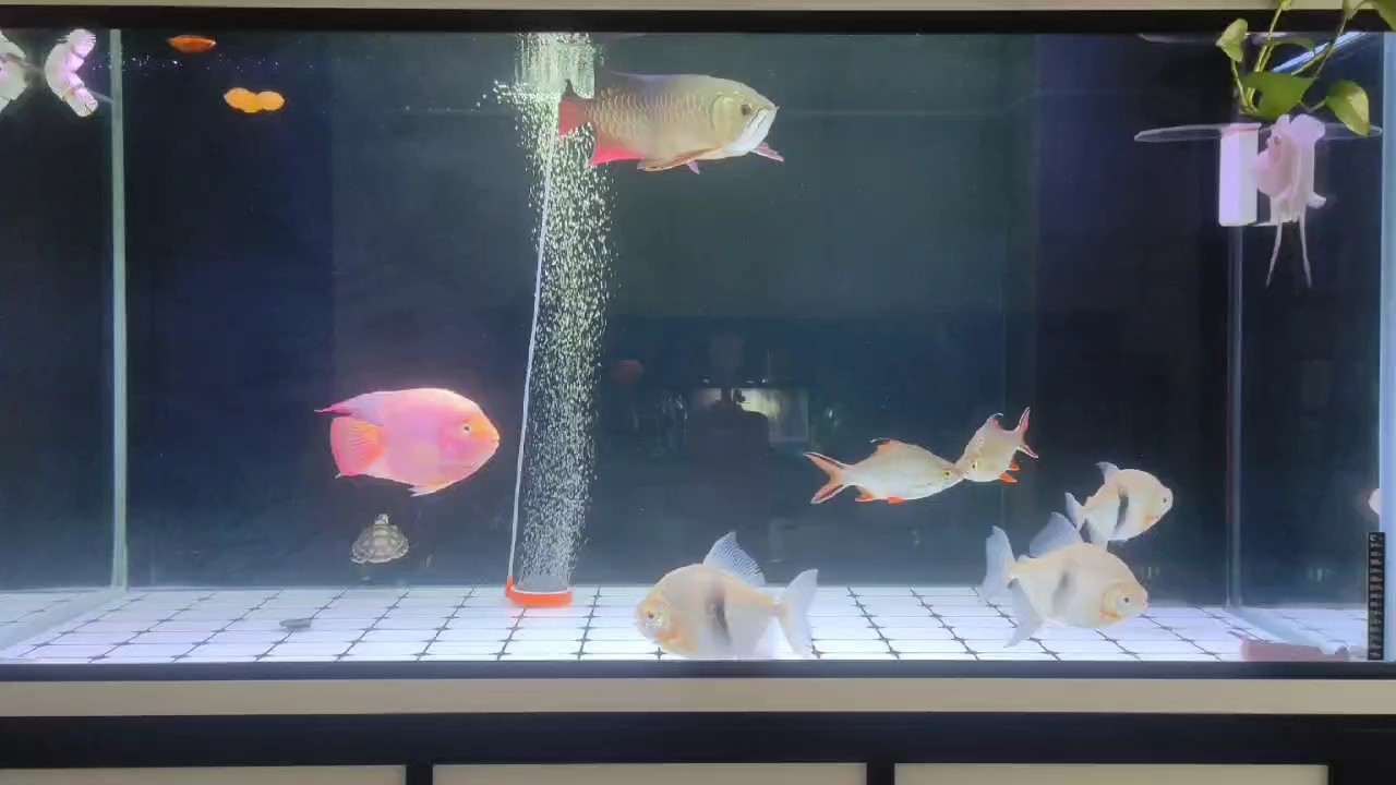 小金龍成長記第 218