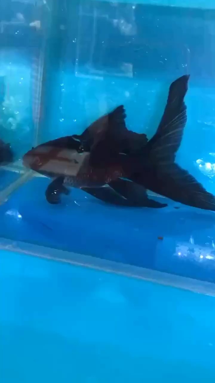滿身都是鰭的墨蝶，蝴蝶鯉配魚