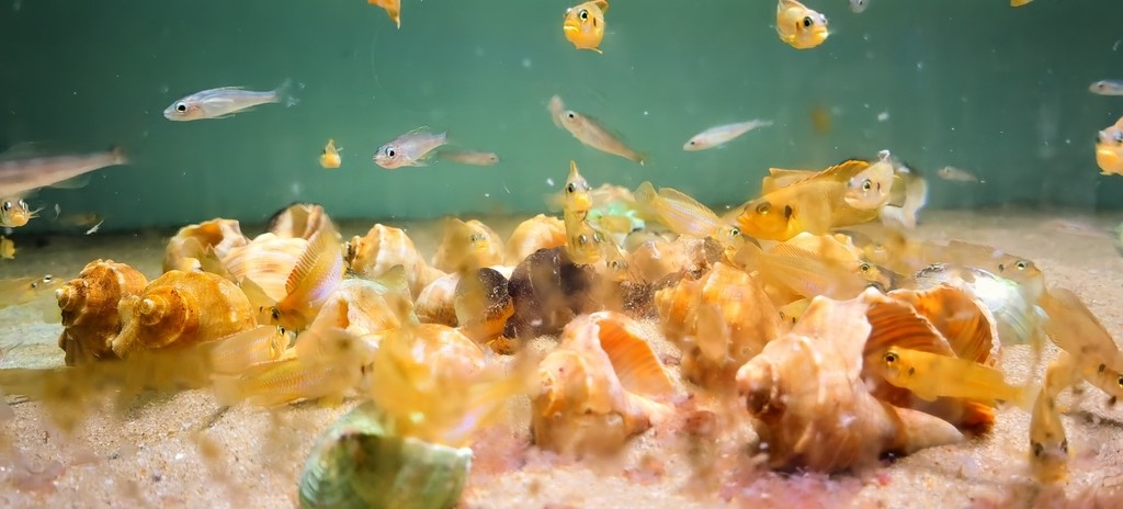 黃金叮當(dāng)吃飯飯