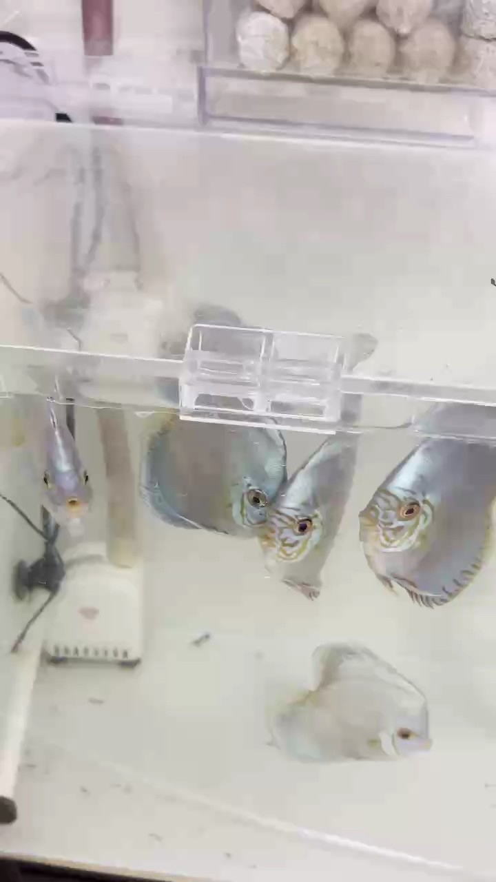 立蛋老虎狗