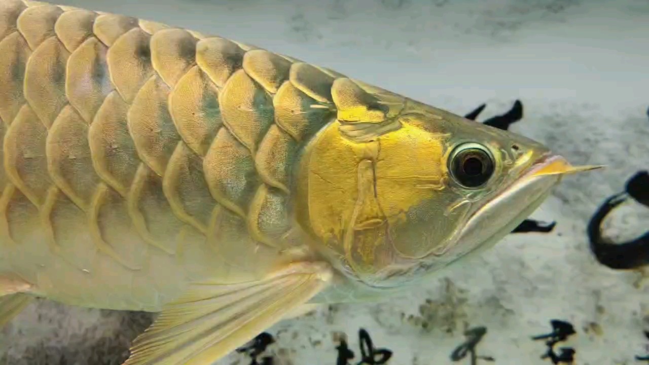 三年三個月