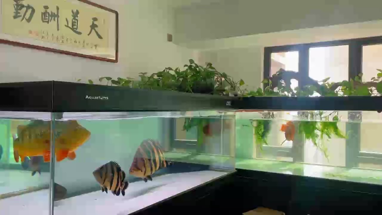 國慶不添堵—換水