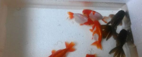 龍魚吃飼料魚會死嗎