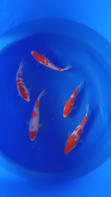 國慶你們去了哪里玩了