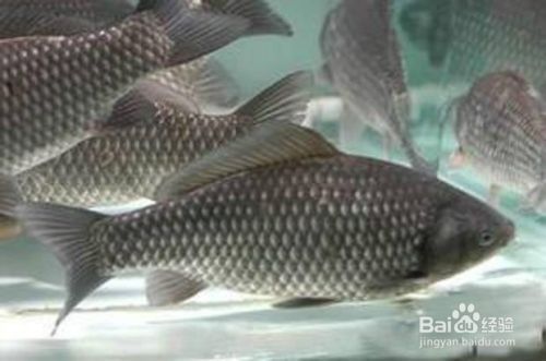 斗魚的繁殖方法和注意事項：斗魚不能放沙子和水草缸養殖，斗魚的繁殖方法和繁殖方法