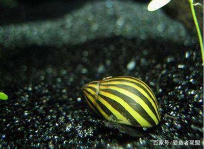 血麒麟紅龍魚多少錢：血麒麟紅龍魚價格是多少