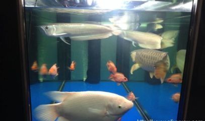兩米魚缸適合養什么魚(兩米的魚缸)