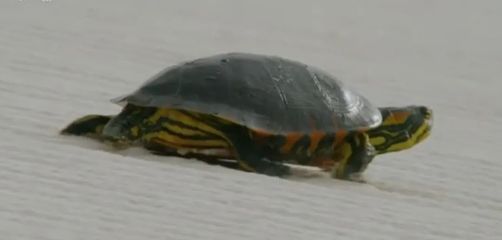 有七彩銀龍魚這個品種嗎圖片(銀龍魚和七彩銀龍魚)