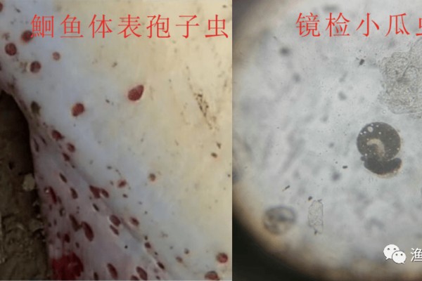 龍魚與虎魚混養好嗎圖片欣賞(金龍魚和虎魚可以和什么魚混養)