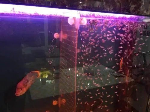 皇冠魚吃下沉還是上浮好，如何判斷皇冠魚是否適應下沉飼料