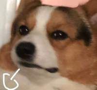 皇冠魚吃下沉還是上浮好，如何判斷皇冠魚是否適應下沉飼料