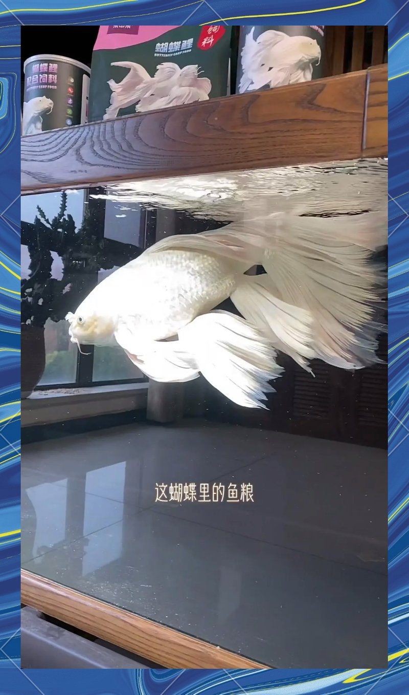 皇冠魚吃下沉還是上浮好，如何判斷皇冠魚是否適應下沉飼料