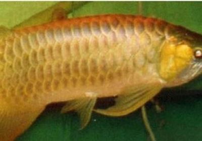 紅龍魚能活幾年啊：紅龍魚的壽命受到多種因素影響，紅龍魚壽命受多種因素影響