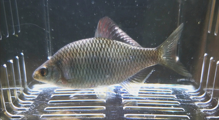 紅龍魚多大開始發(fā)色好看（紅龍魚什么時候發(fā)色,階段圖片）