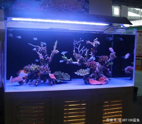 工筆畫金龍魚圖片大全欣賞(國畫工筆金龍魚)