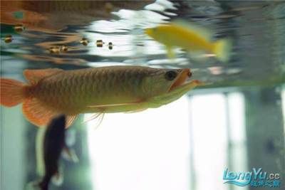 紅龍魚訓食：紅龍魚的訓食技巧