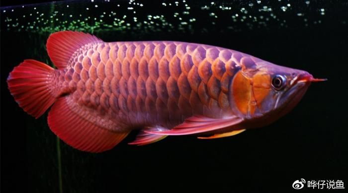 紅龍魚訓食：紅龍魚的訓食技巧