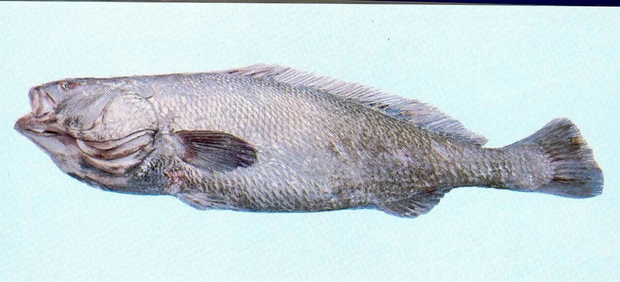 毛鲿魚長啥樣，一條100斤1.6米長的大魚,賣30萬元還嫌少