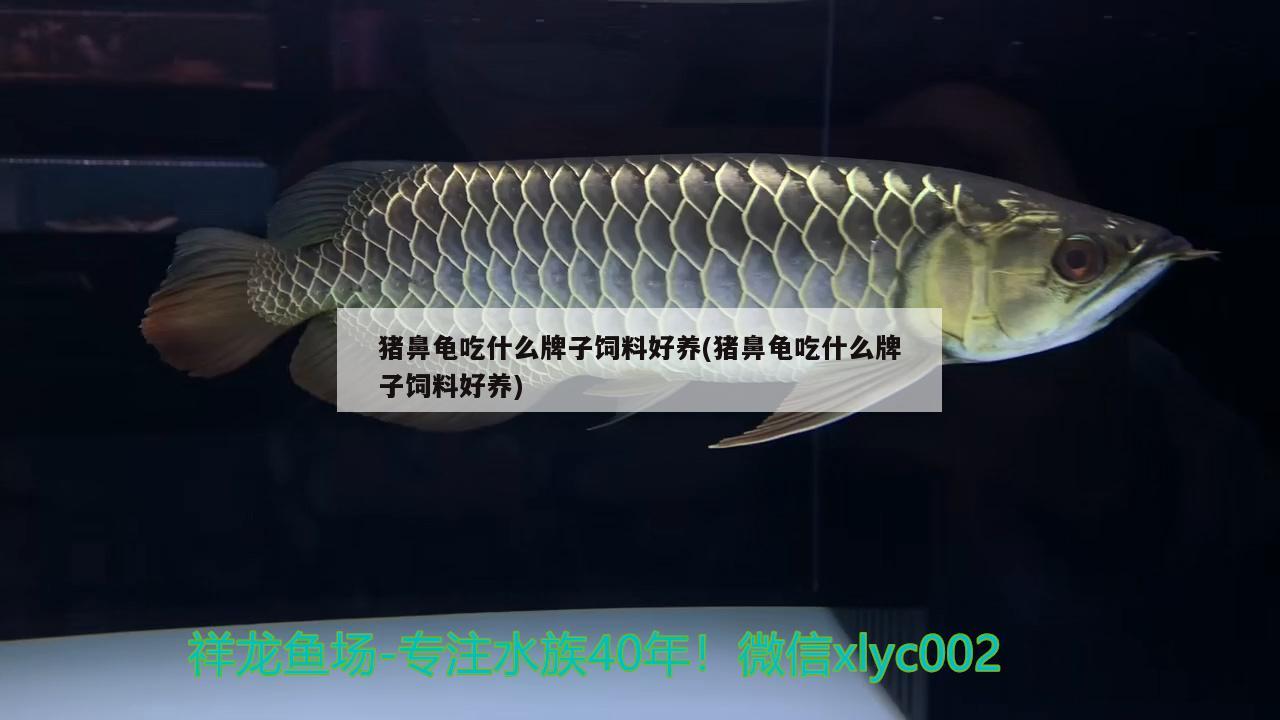 豬鼻龜吃什么牌子飼料好養(豬鼻龜吃什么牌子飼料好養)
