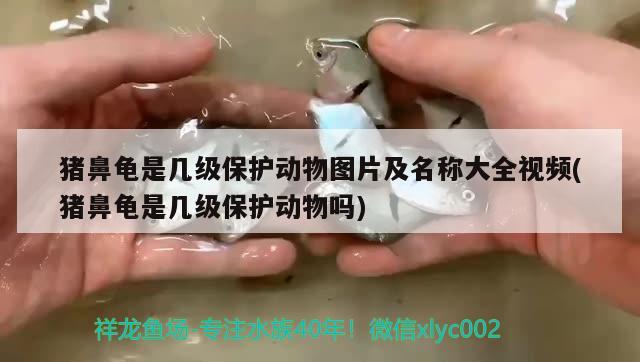 豬鼻龜是幾級保護動物圖片及名稱大全視頻(豬鼻龜是幾級保護動物嗎)