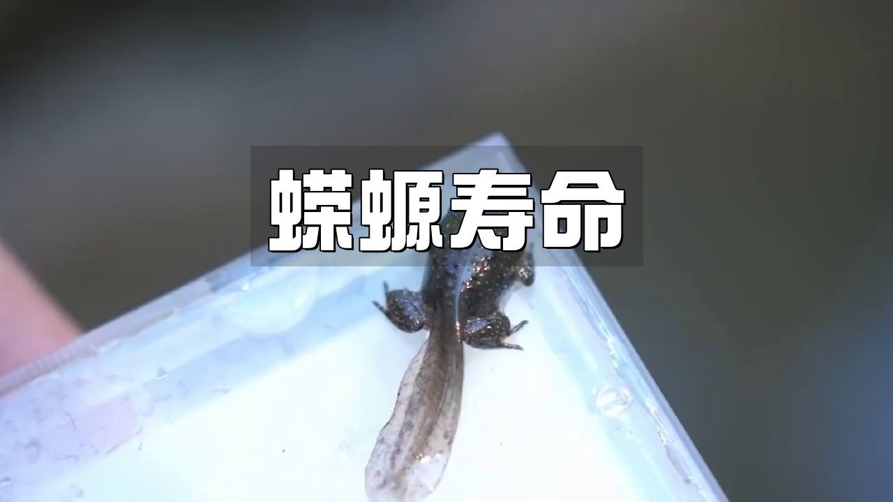 火龍魚蠑螈的壽命有多長？【火龍魚蠑螈壽命因種類和飼養環境差異較大】
