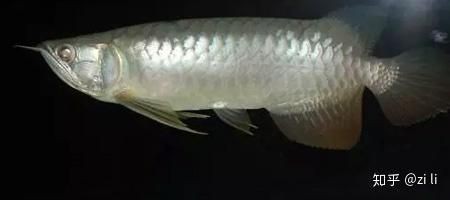 如何預防龍魚鱗片充血，養魚小藝,新手必知的龍魚疾病,魚鄰百科在手,養魚再也不愁zili