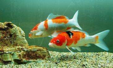 如何合法飼養豬鼻龜苗呢視頻(豬鼻龜怎么繁殖視頻)