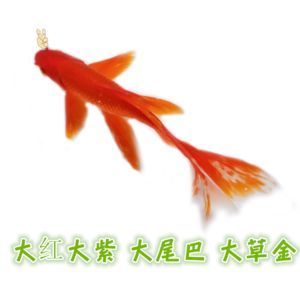 金龍魚人工飼料哪個品牌好_