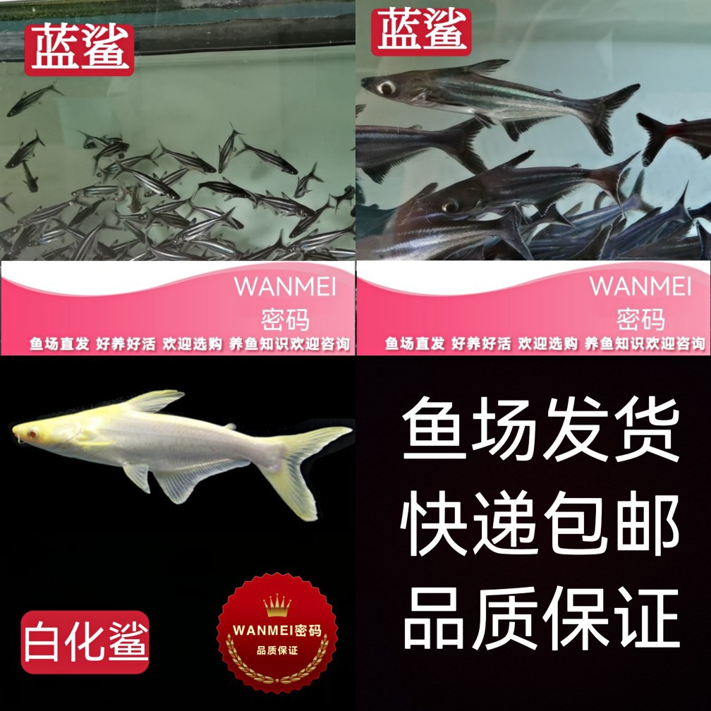 大魚缸改造小魚缸好嗎：大魚缸改造為小魚缸可以降低成本嗎？ 大魚缸改造小魚缸好嗎：大魚缸改造為小魚缸可以降低成本嗎？ 魚缸百科 第2張