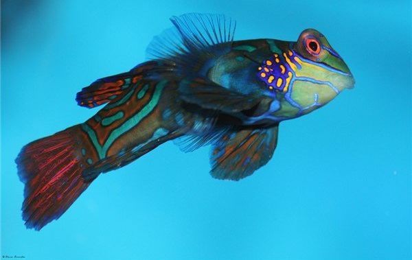 龍魚和虎魚混養視頻教程(龍魚和虎魚混養有什么講究)