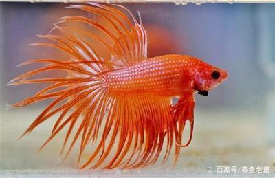 吃老虎魚有什么好處(老虎魚補什么)