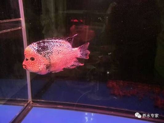 側濾魚缸怎么改裝好看：魚缸側濾改造方法