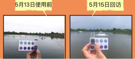豬鼻龜三年能長多大圖片視頻教程大全(豬鼻龜最大能養到多大)
