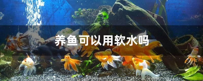 家里養銀龍魚對風水好嗎
